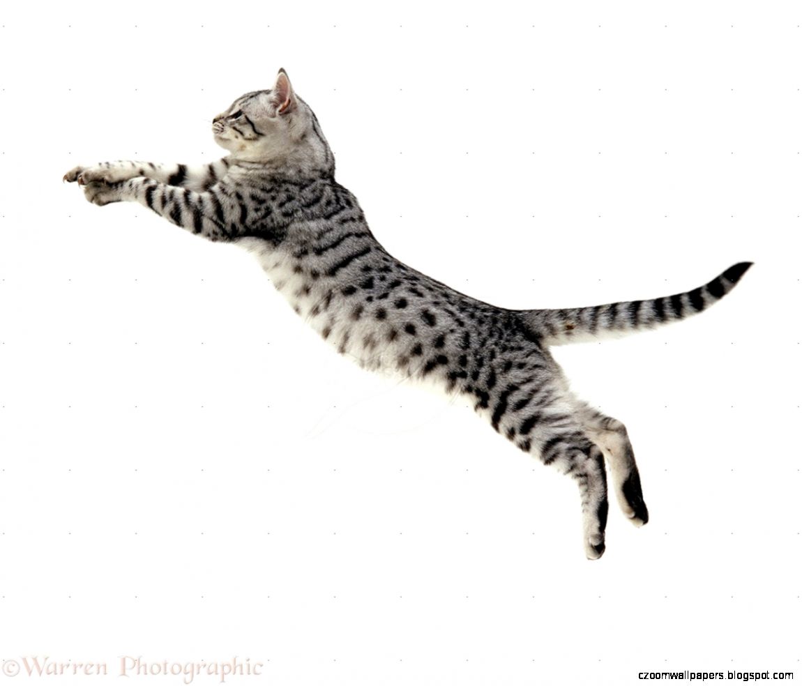 Assisi Animal Health Six signs your cat is in pain Assisi Animal Health Six signs your cat is in pain