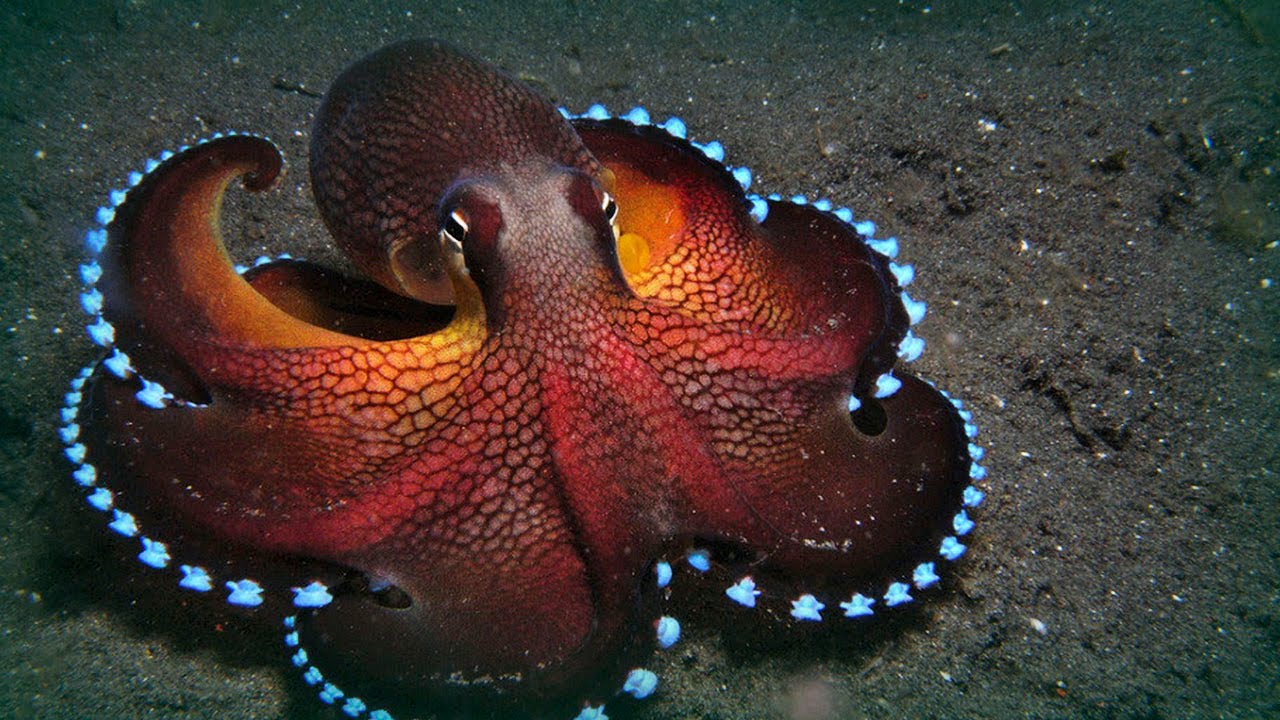 You may have heard the news recently that octopuses are in fact aliens