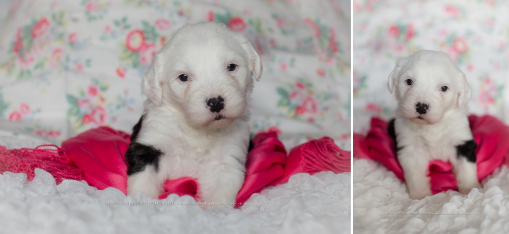old english sheepdog puppy, snowdowne, shannon hager photography, newborn