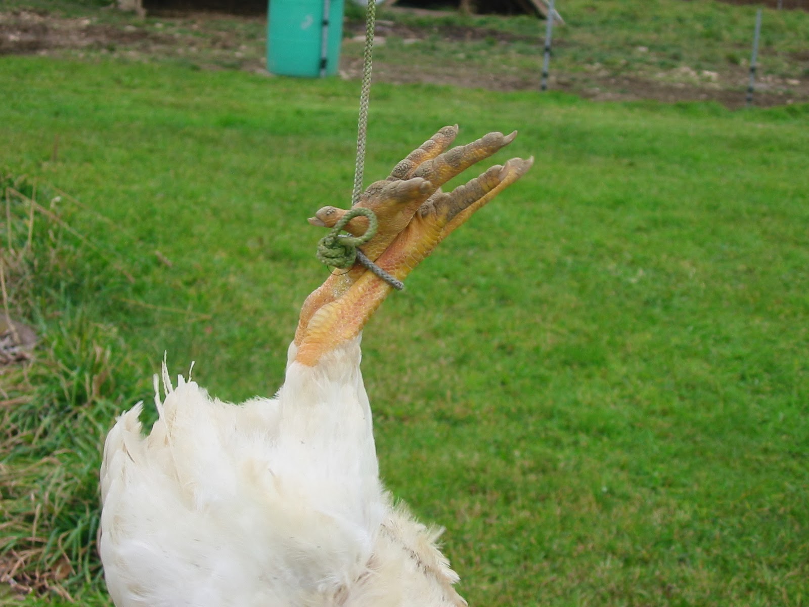 Fitzgerald's Family Farm Chicken Butchering Time! Warning Graphic