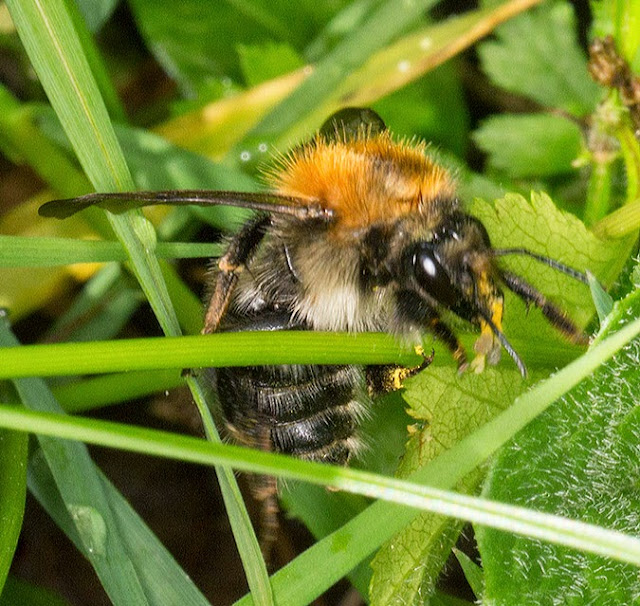 Bumblebee, Bombus pascuorum, with Green-winged Orchid pollinia, Anacamptis (Orchis) morio.  Marden Meadow with the Orpington Field Club, 25 May 2013.