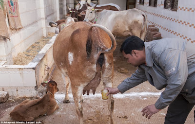 Mereka Ini Sanggup Minum Air Kencing Lembu Untuk Rawat Penyakit Kanser
