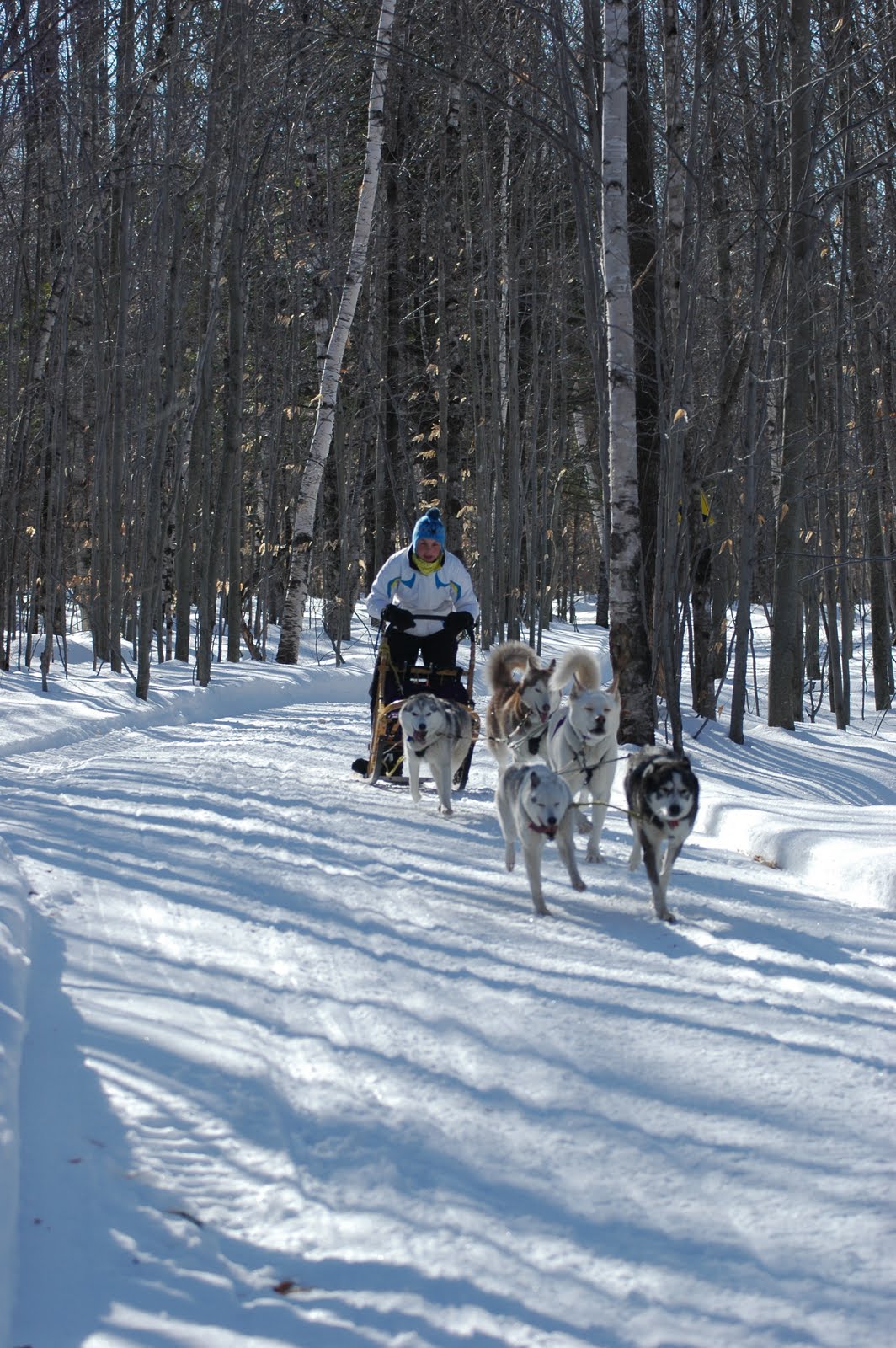 Maryland Sled Dog Adventures LLC Announcing our 2012 Maine Winter
