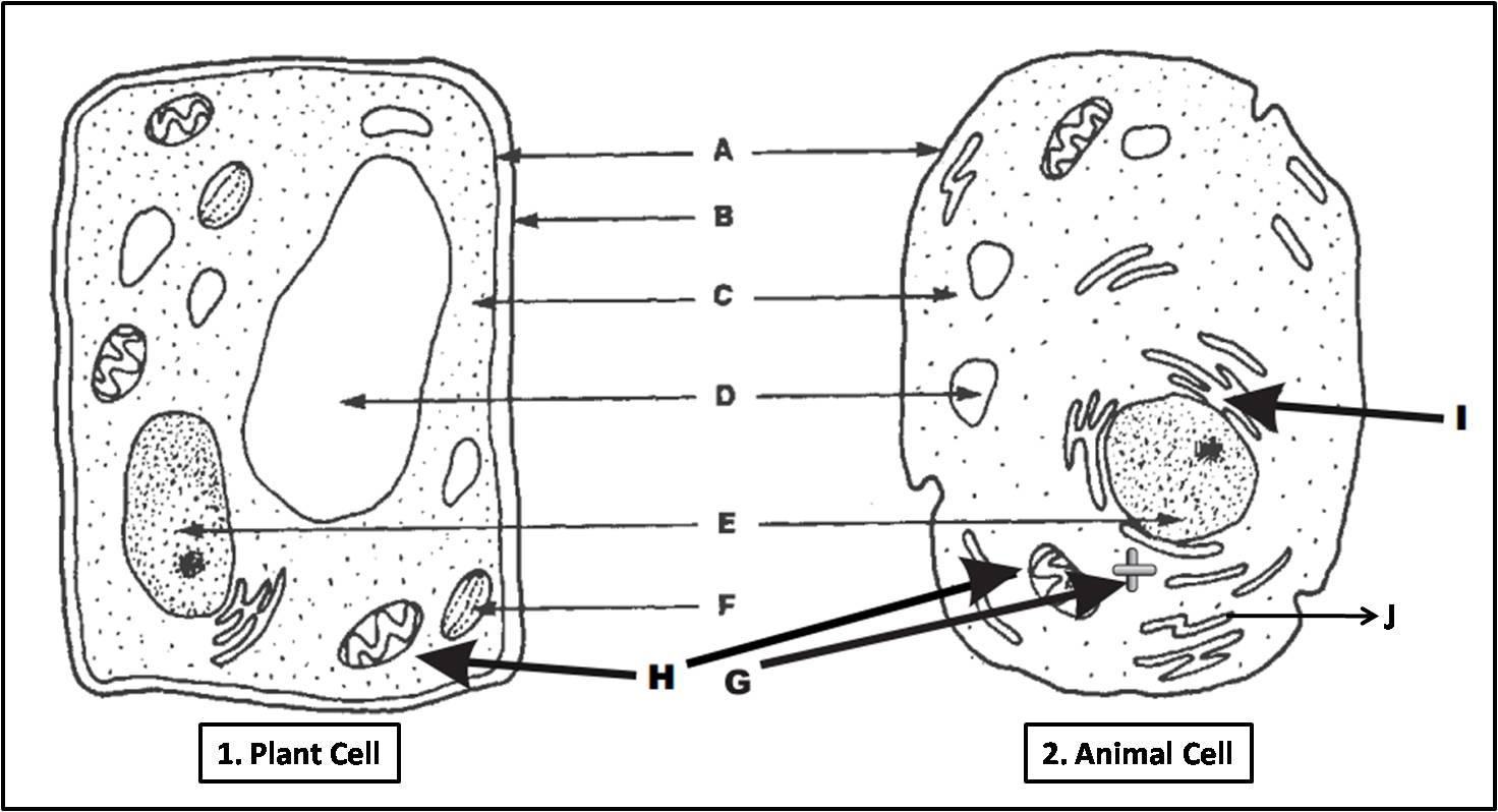 Plant Cell And Animal Cell Diagram Quiz