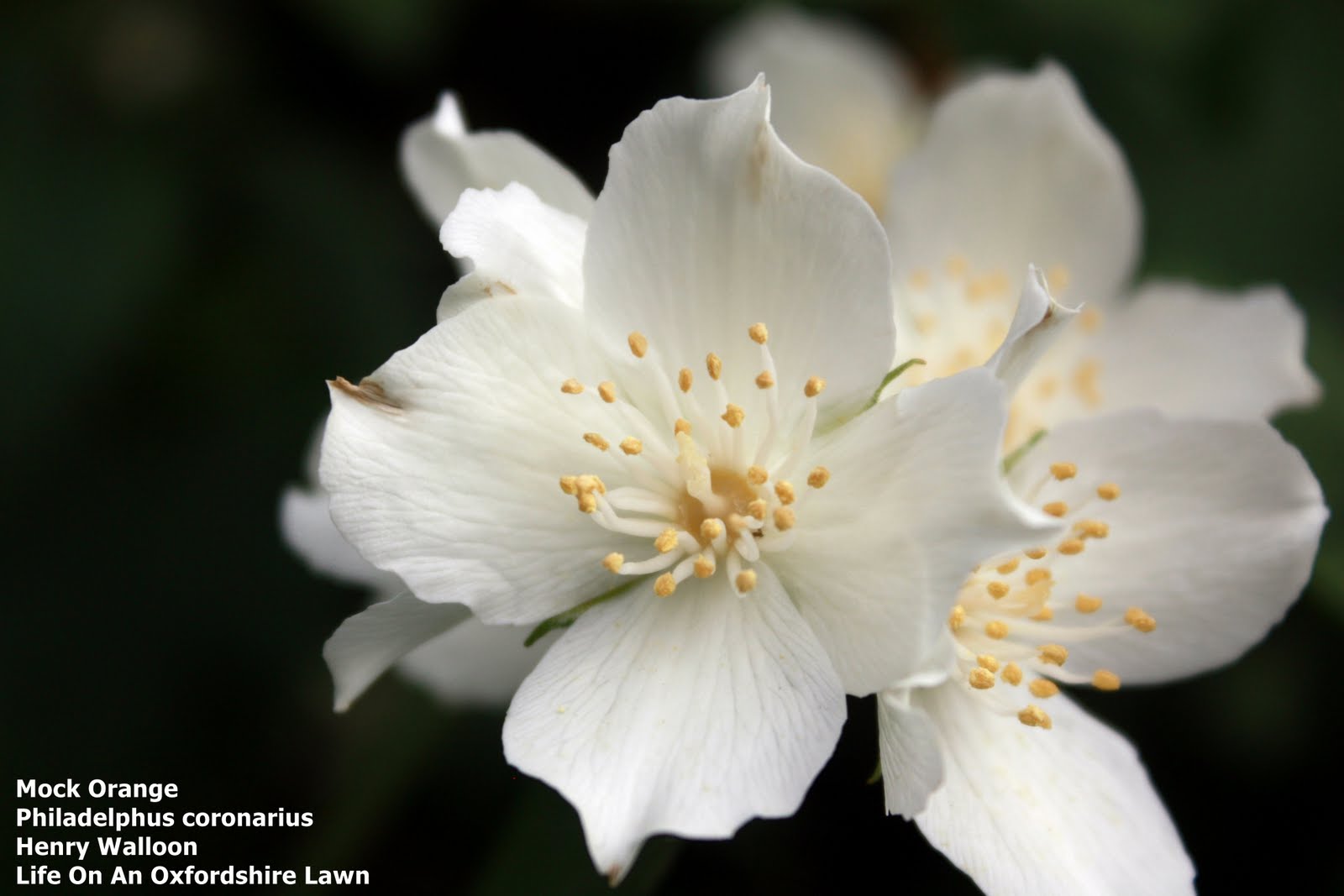 Life On An Oxfordshire Lawn A Mock Orange Tree Philadelphus