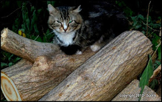Cat on wood pile