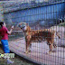 Criança é atacada por tigre no zoológico de Cascavel