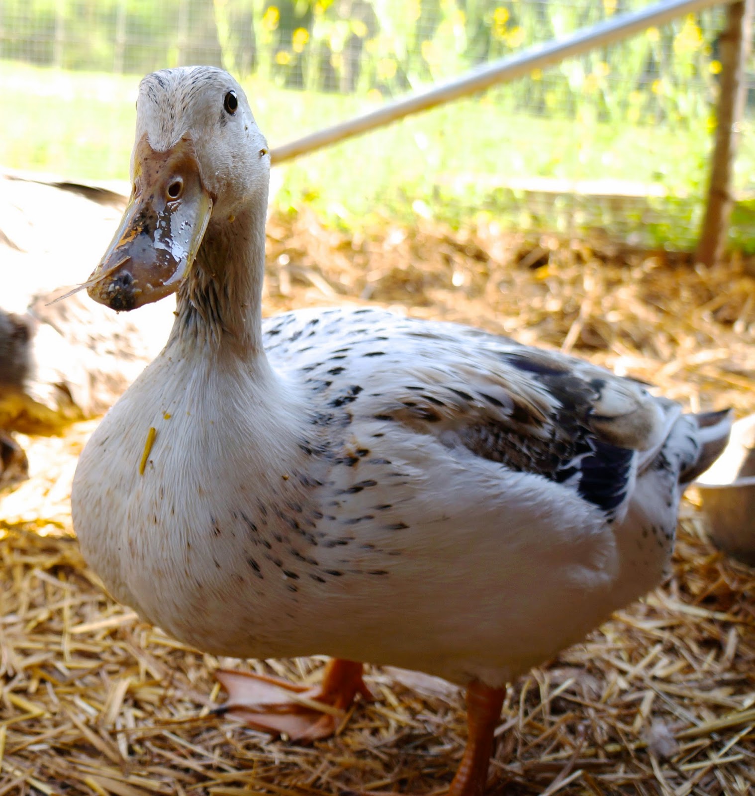 Duck Dog Types at Ricky Bassett blog