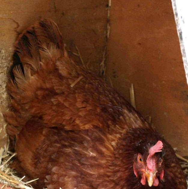 Will Type For Food: Iron chicken