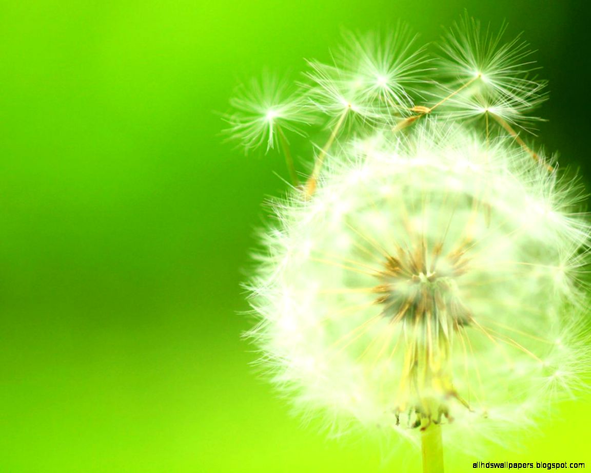Dandelion Desktop Dandelion Desktop