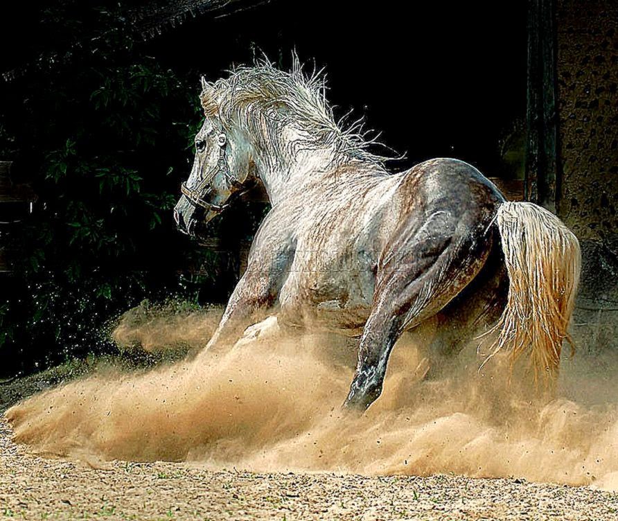 Arab and Andalusian horse  PIXIMUS Arab and Andalusian horse  PIXIMUS