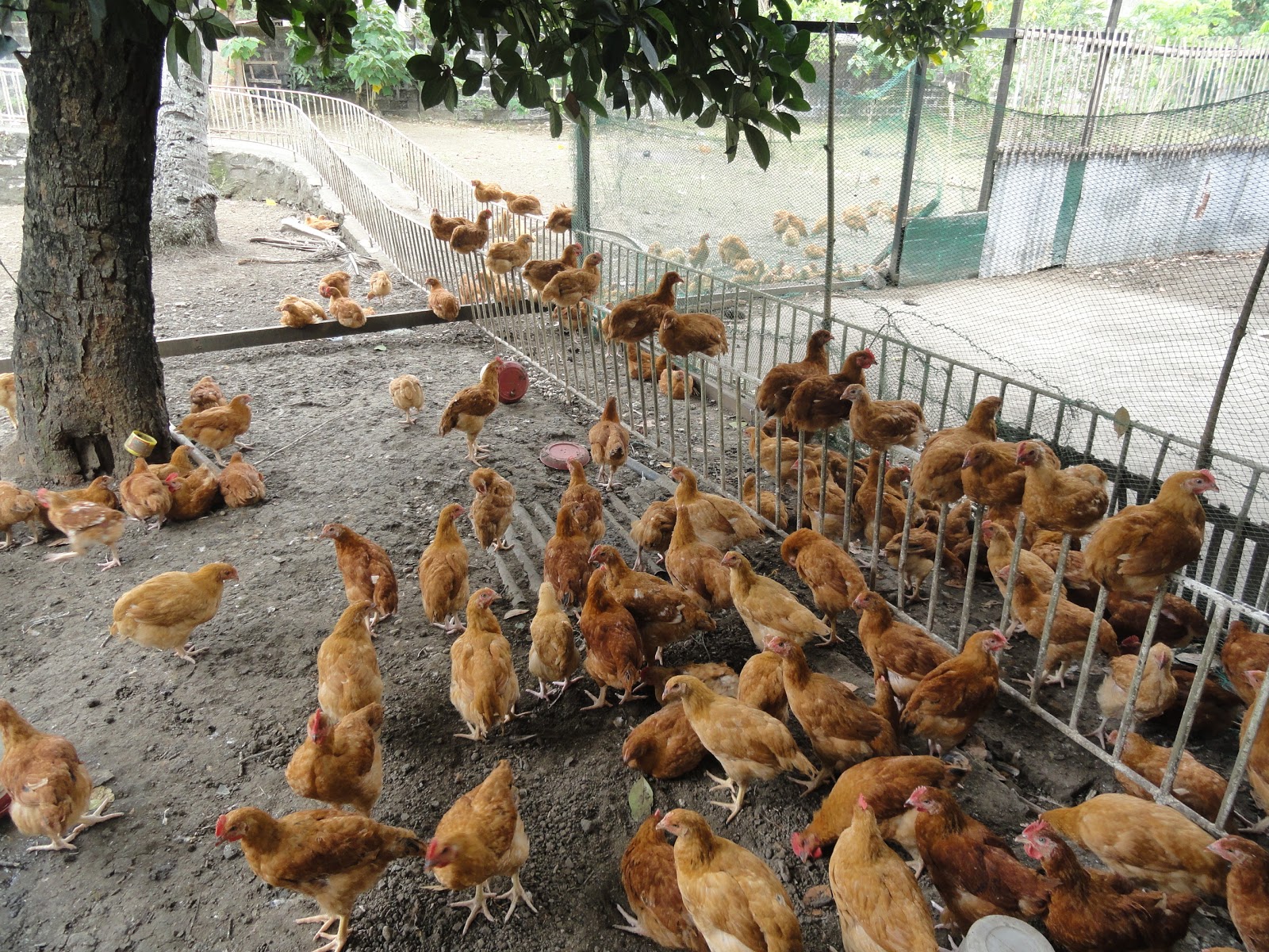 BOUNTY FRESH FREERANGE CHICKENS Ready to harvest chickens available