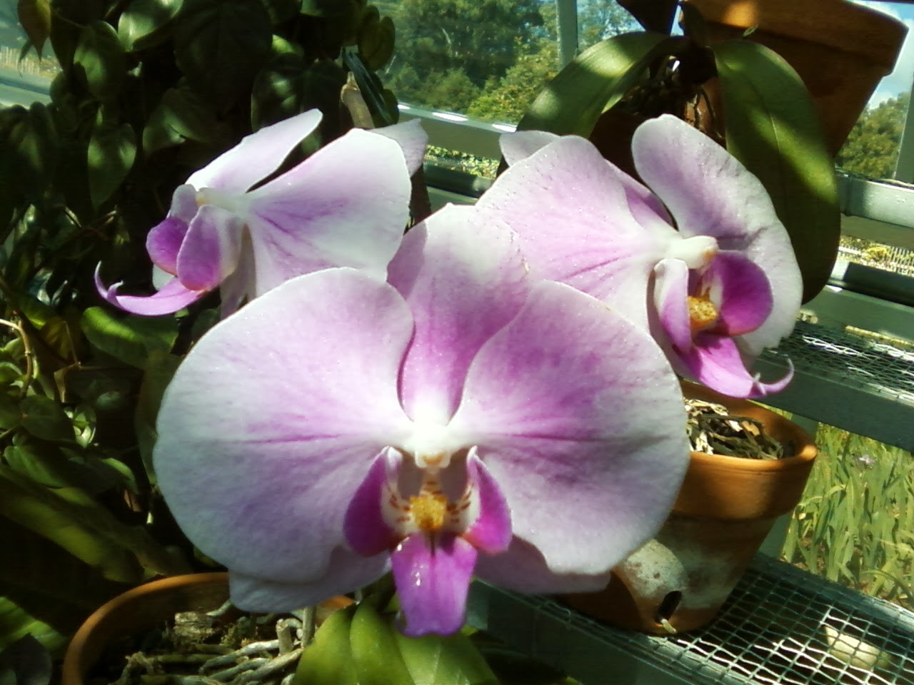 Two Sisters Gardening Orchid The Air Plant