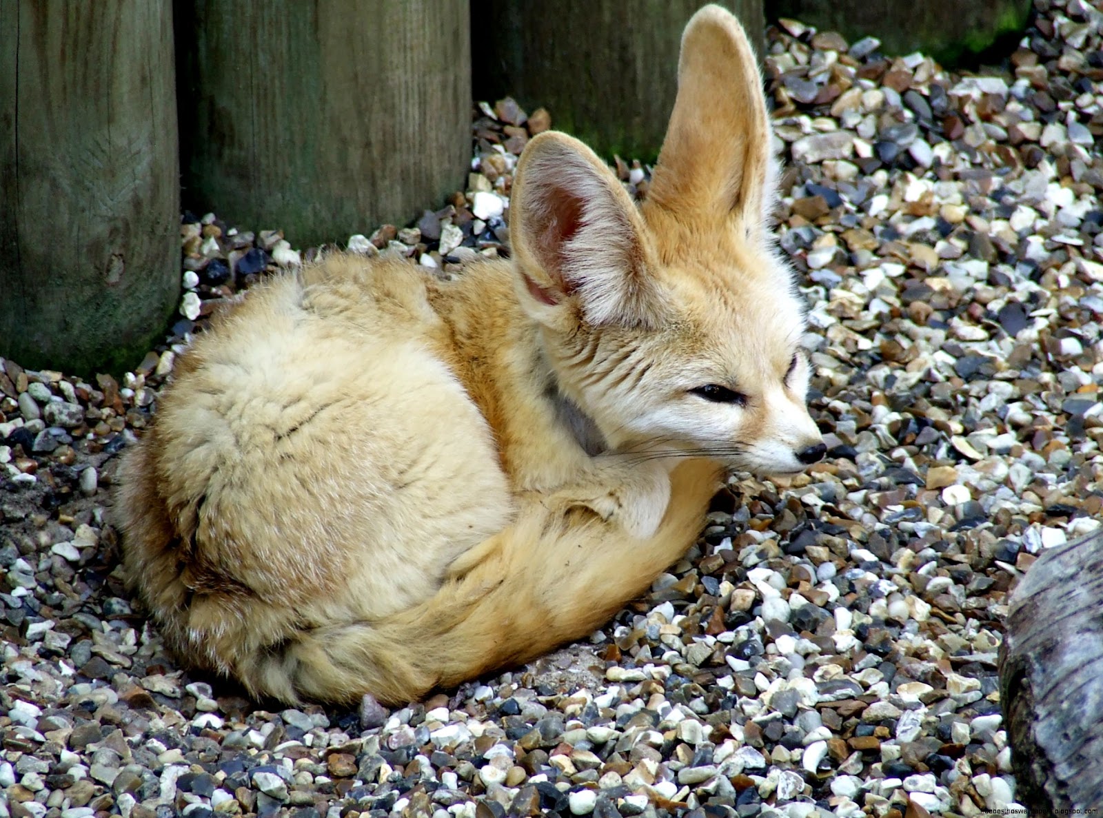 Fennec Fox Endangered Fennec Fox Endangered
