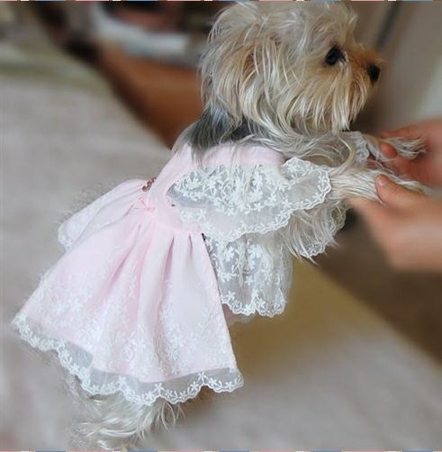 We Are Your Dog Wedding Dress Headquarters ~ Dog Boutique, Designer Dog
