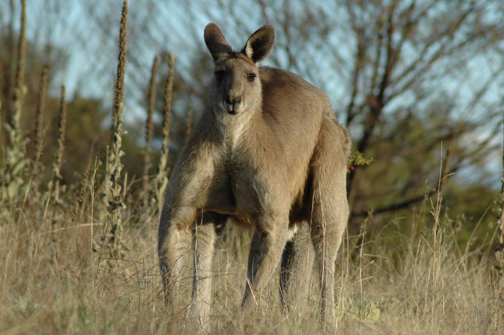 South Australia: Canguru