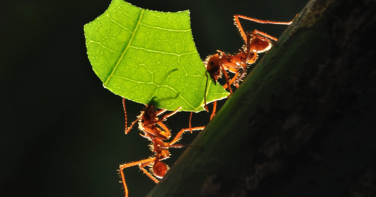 Ants and Fungus the pace of nature