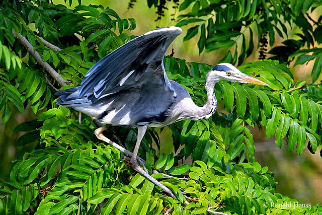 Tiere, Tierfotos, Vögel, Vogelfotos, Graureiher