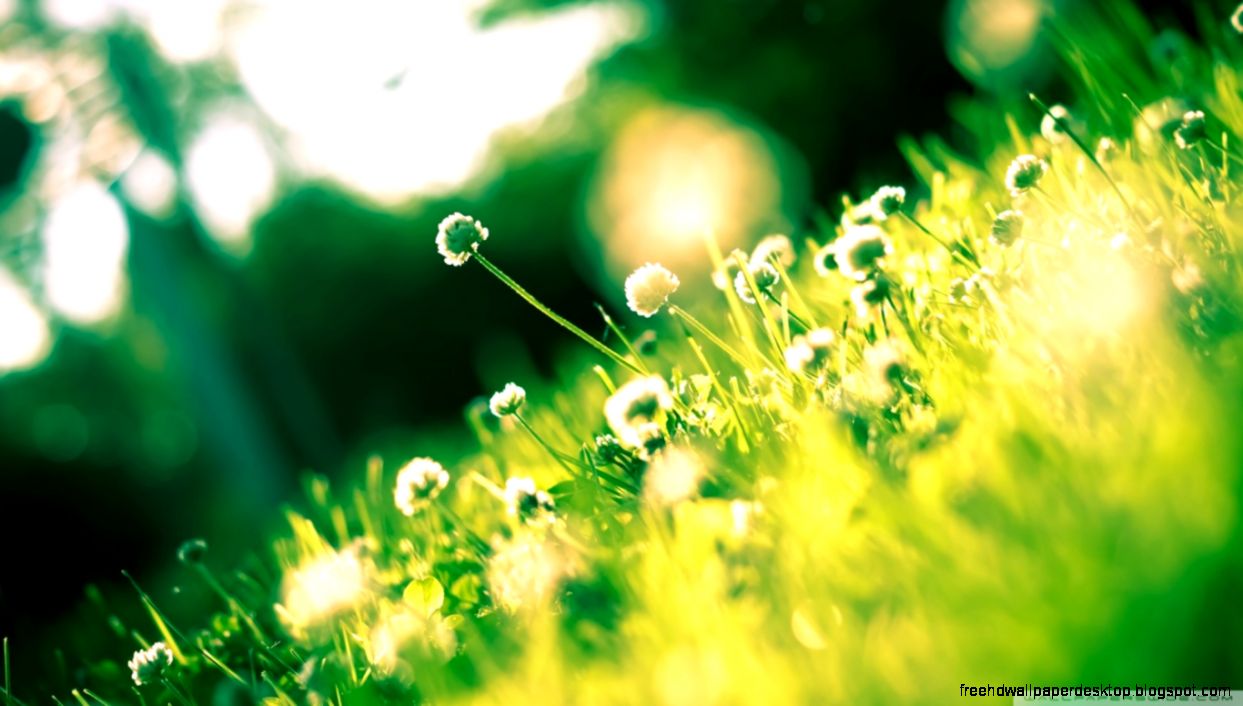 1366x768 Dandelion Field desktop PC and Mac wallpaper 1366x768 Dandelion Field desktop PC and Mac wallpaper