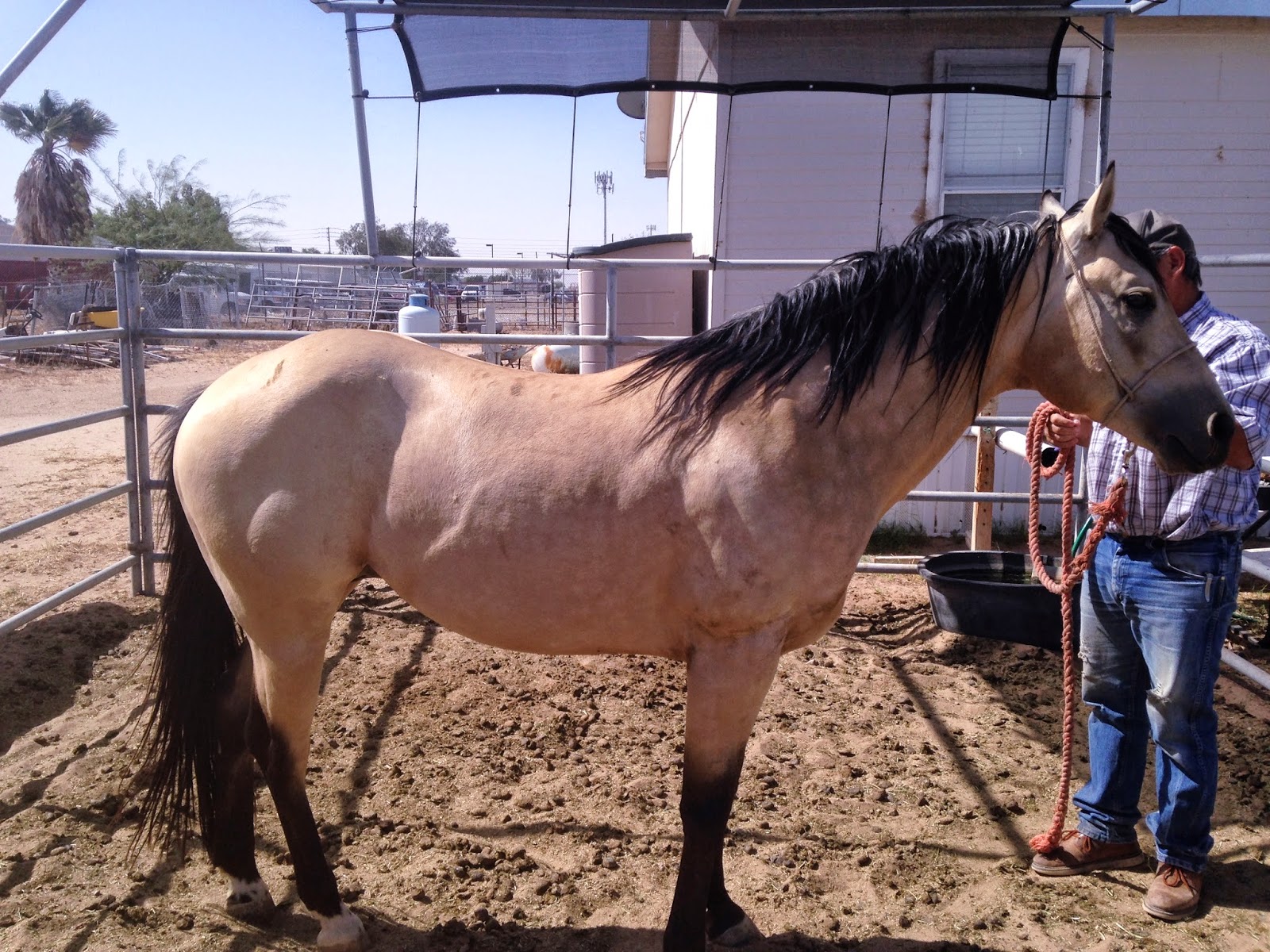 Whispering Horse Ranch Our Stallions