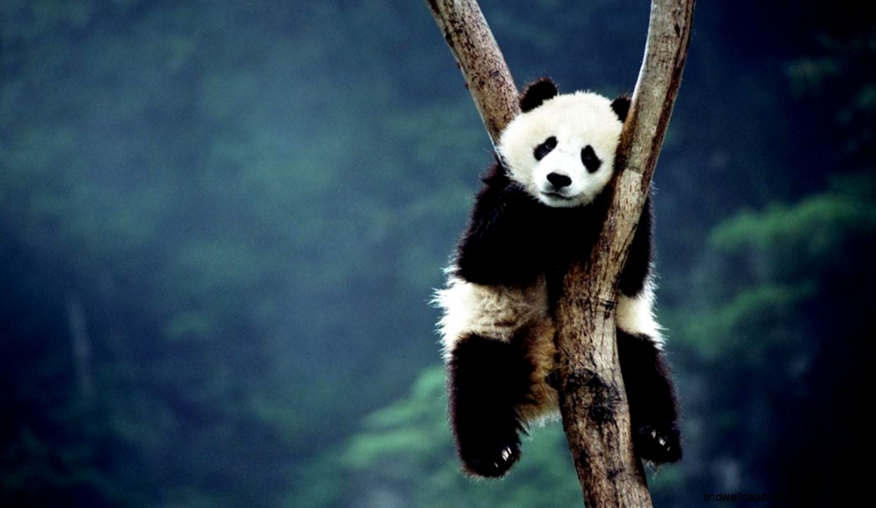 179 Panda HD Wallpapers Backgrounds Wallpaper Abyss 179 Panda HD Wallpapers Backgrounds Wallpaper Abyss