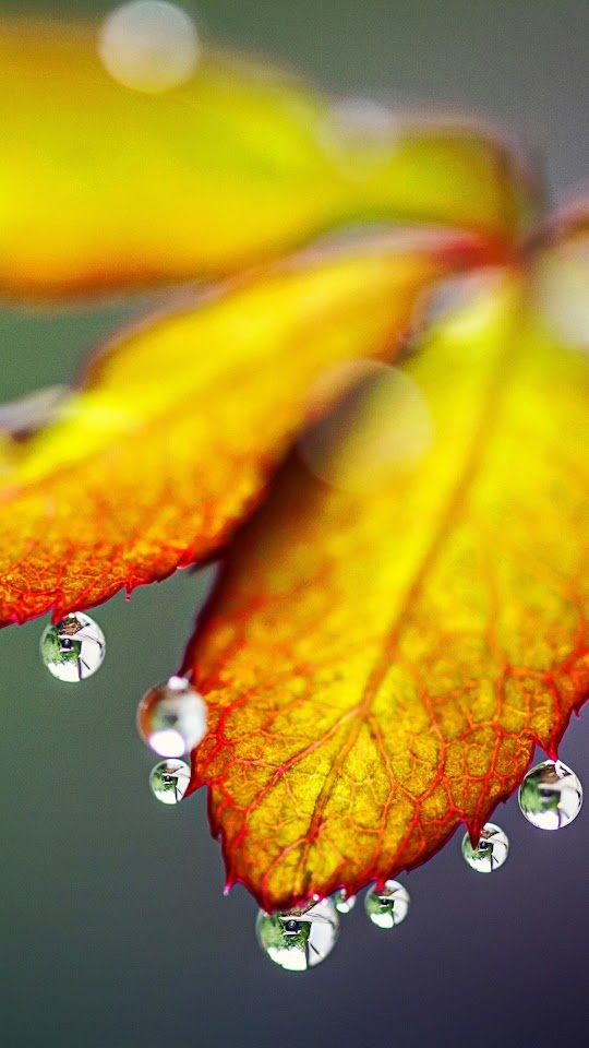 Autumn Leaves On Cute Rain Water Drops Android Best Wallpaper