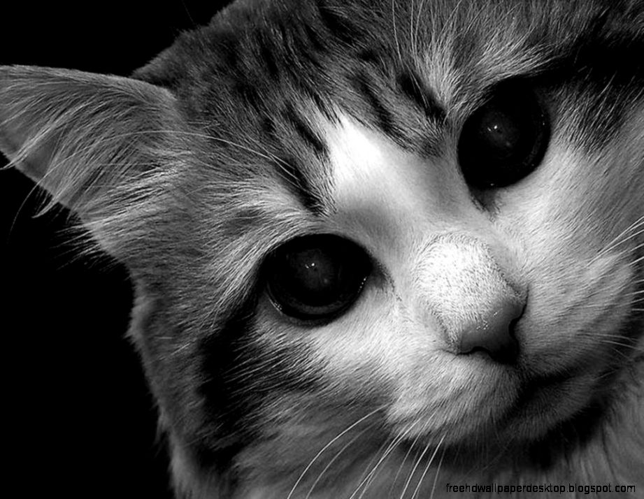 Funny Cat Pictures Black and White Funny Cat Pictures Black and White