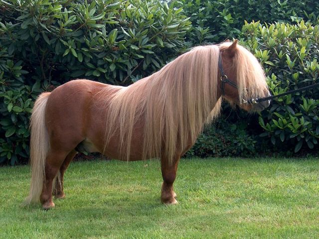 poni spile poni spile