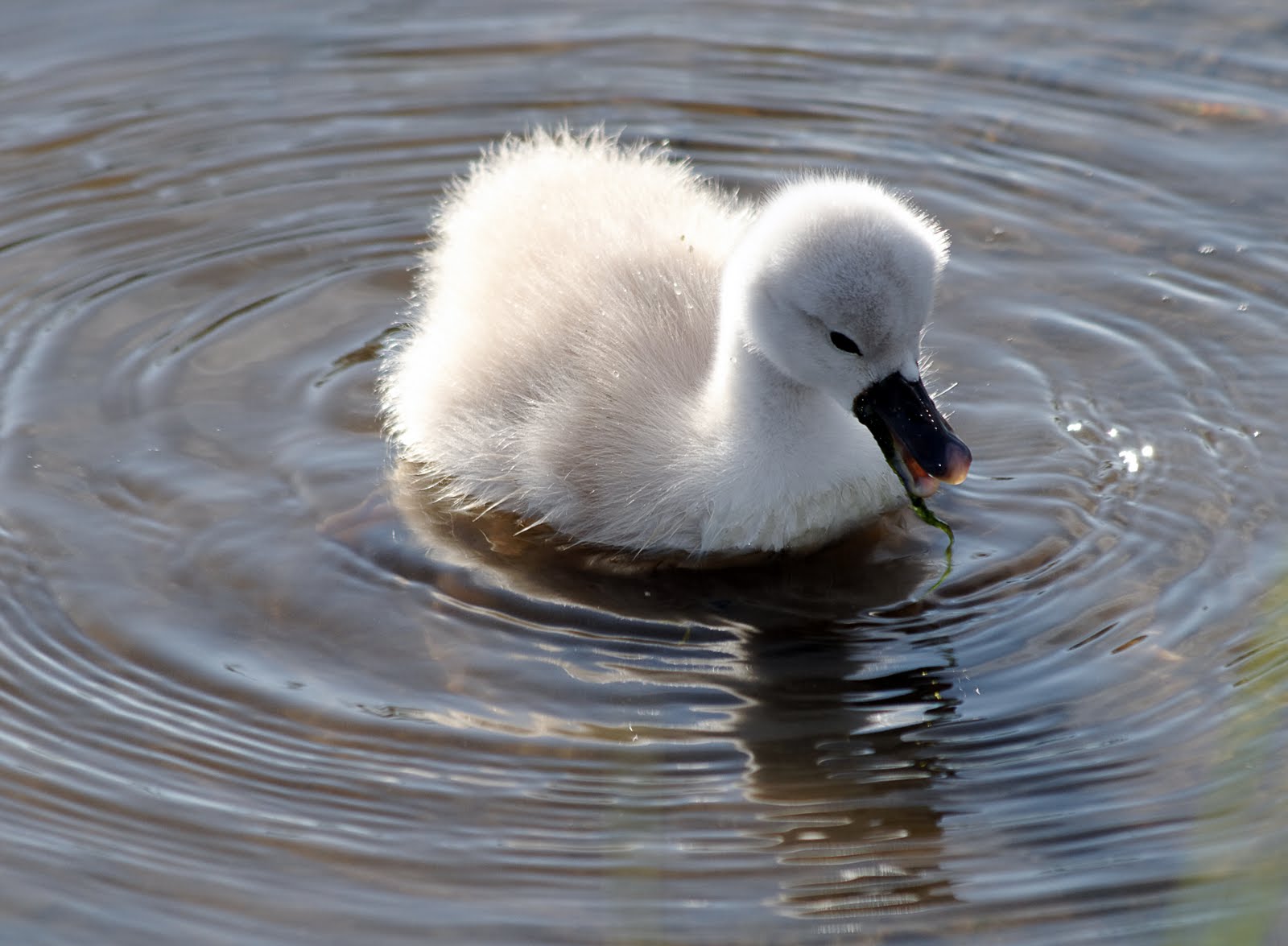the ugly duckling the ugly duckling