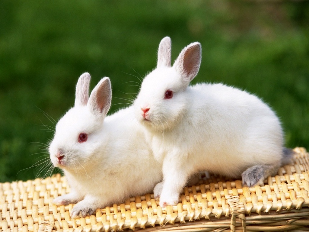 Hq Desktop Wallpapers Rabbits Wallpapers Bunny Desktop Wallpapers