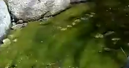 algae-bloom-koi-pond9.jpg