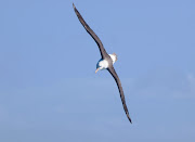 Albatros de Ceja Negra (Black-browed Albatross) Thalassarche melanophris, .