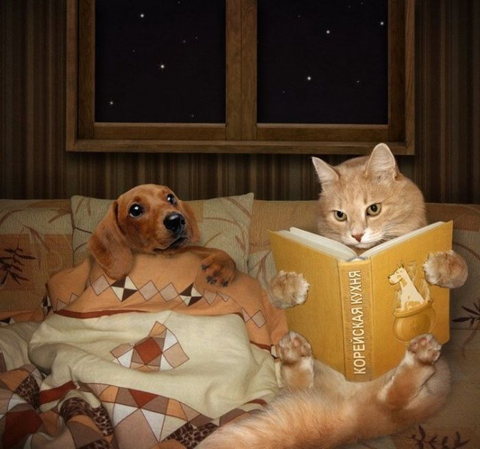 Foto de gato leyendo