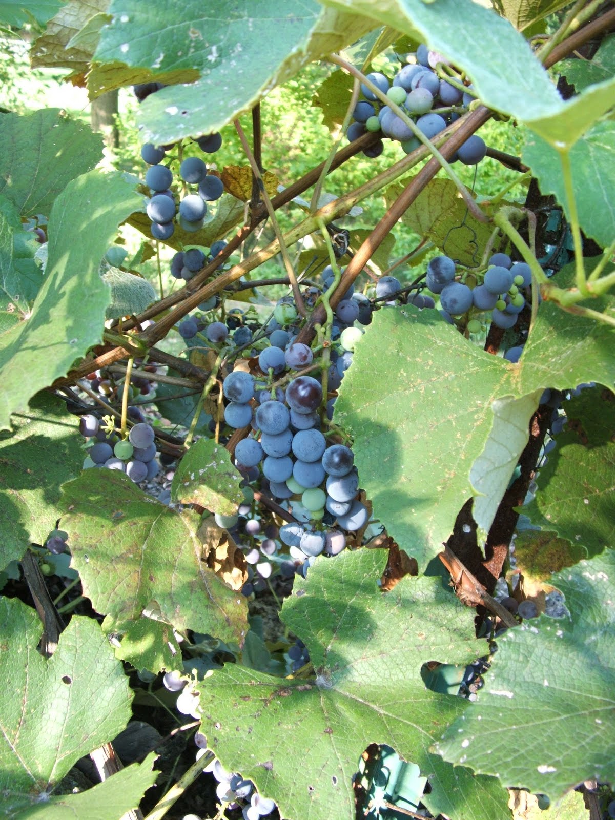 God's Growing Garden Concord Grapes