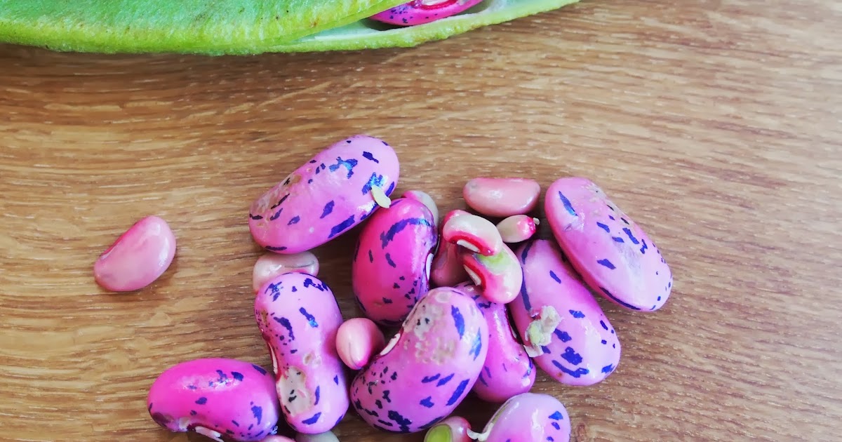 Everywhere I go Pink beans