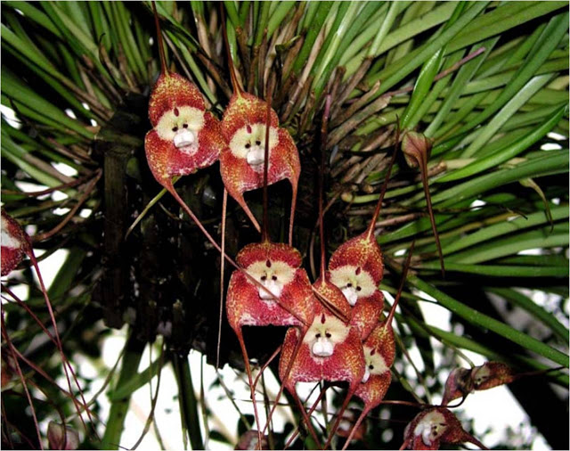 Amazing Monkey Flower Orchid South American Flowers looks like a
