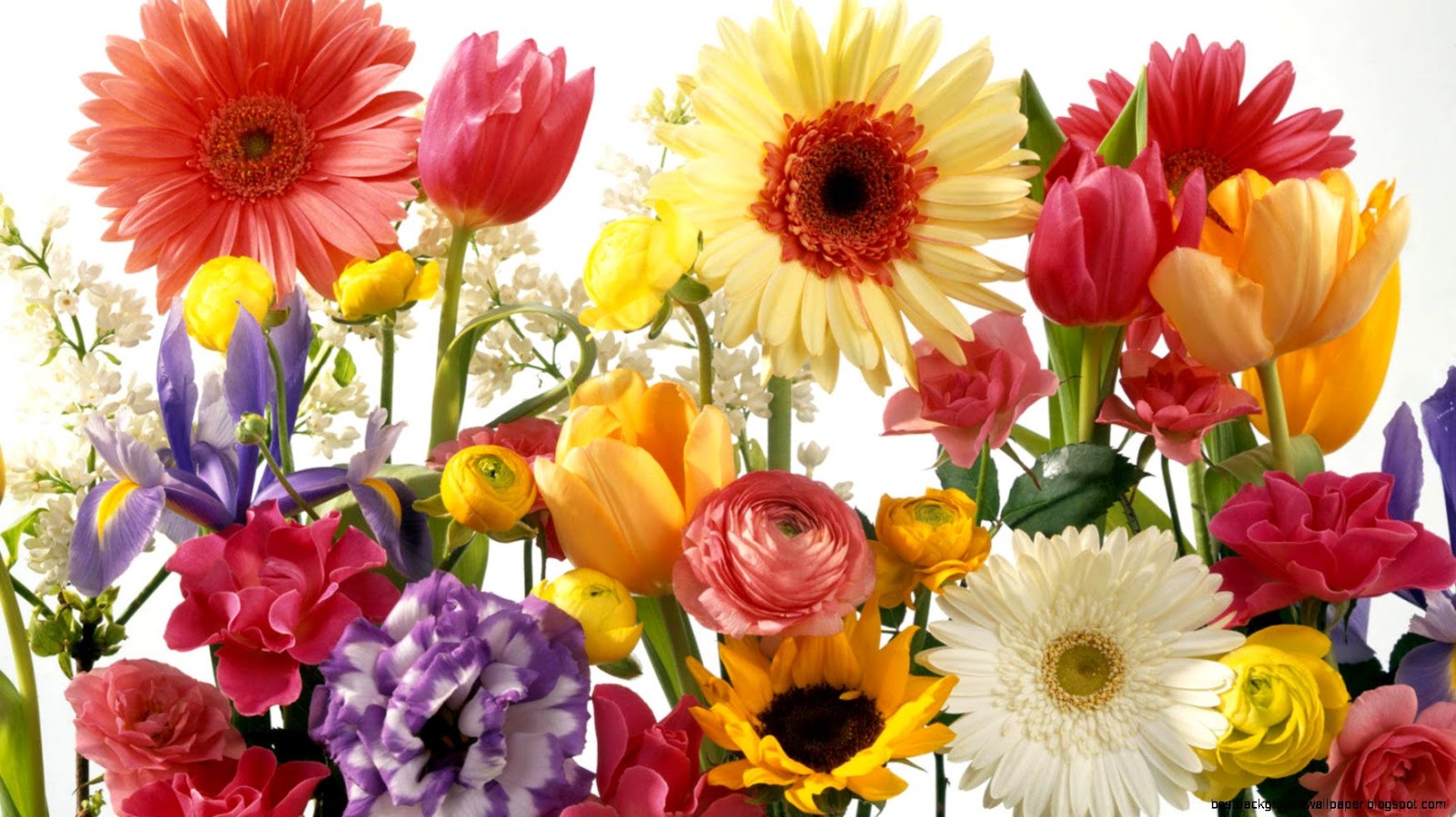 Free Screensavers Summer Flowers Free Screensavers Summer Flowers