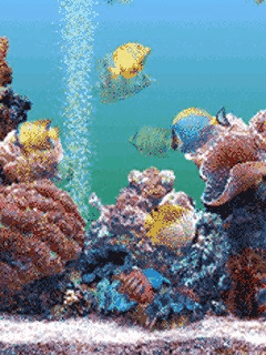 Tranh 3D cho hồ cá rồng huyết long NH01 0938846293  Cá cảnh Nam Hoa