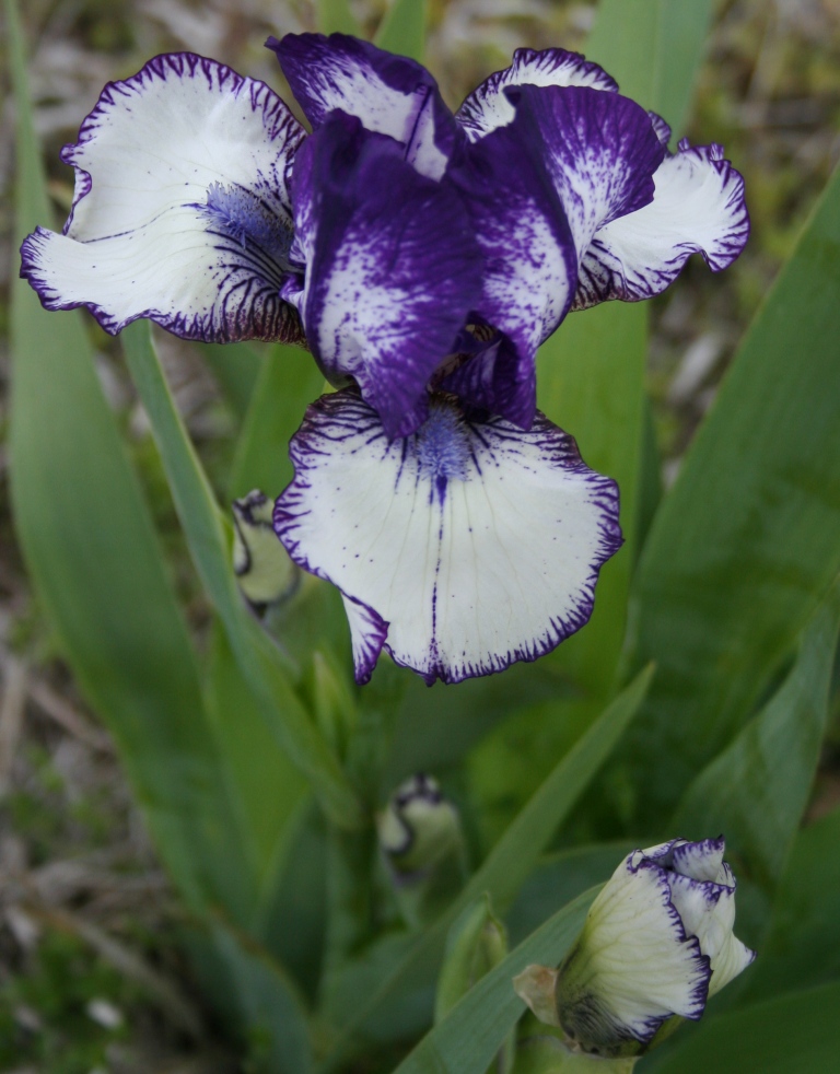 rare iris