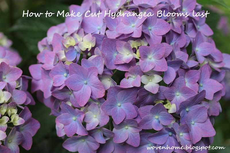 Woven Home Hydrangeas How to Make Cut Blooms Last