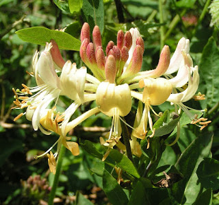 fiori di Bach - Honeysuckle