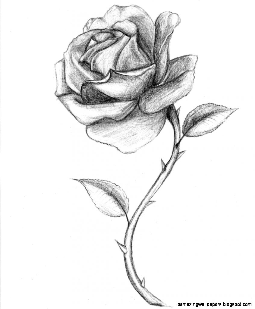 Rose Drawing Dr Odd Rose Drawing Dr Odd