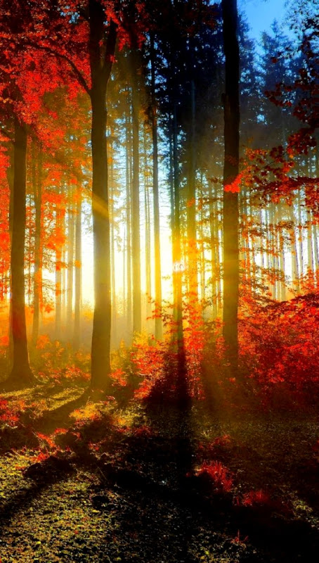 Autumn free iphone wallpapers Autumn free iphone wallpapers