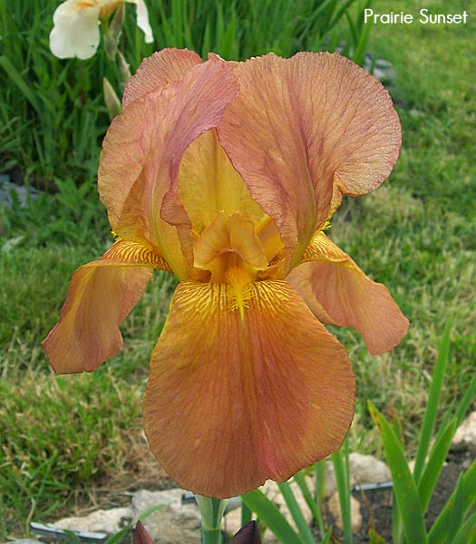 World of Irises 'HISTORIC' OLDIES, DYKES MEDAL WINNERS BEFORE 1958 cont.