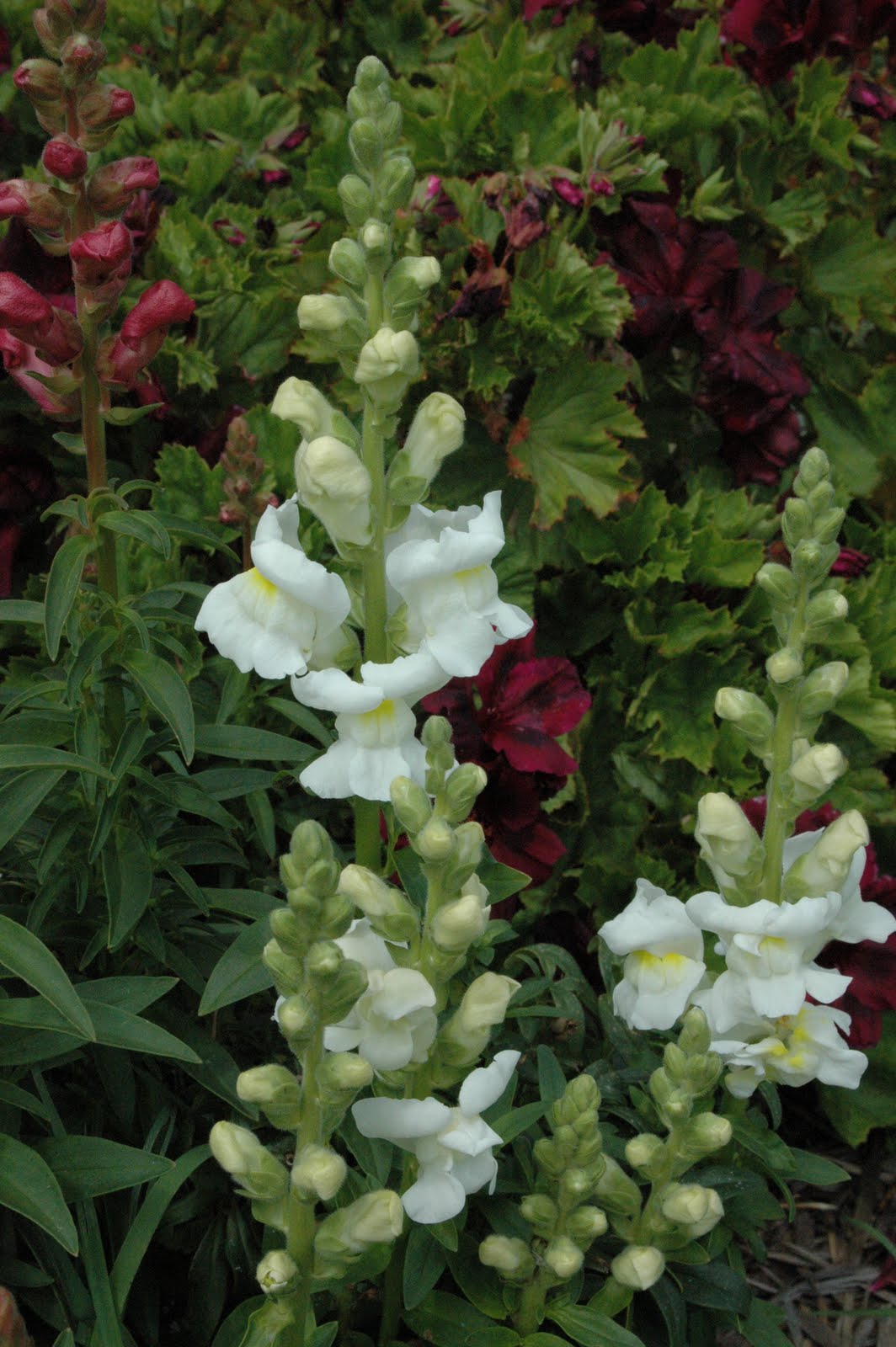 Garden and Glade Bugs and Flowers