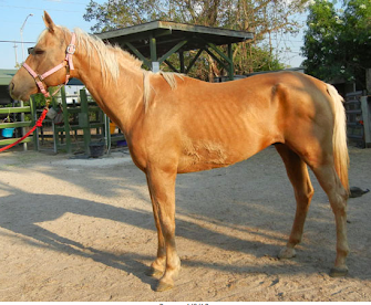SPCA Rescue Horse