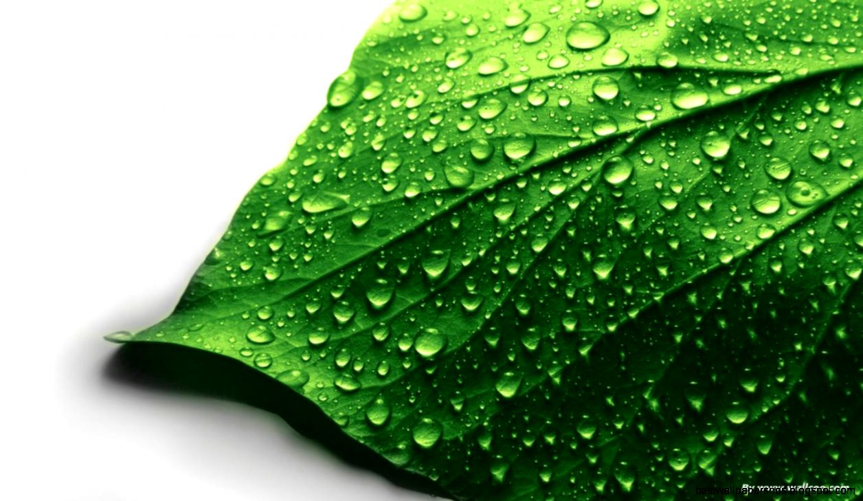 Leaf Wallpaper 1366x768px 389374 Leaf Wallpaper 1366x768px 389374