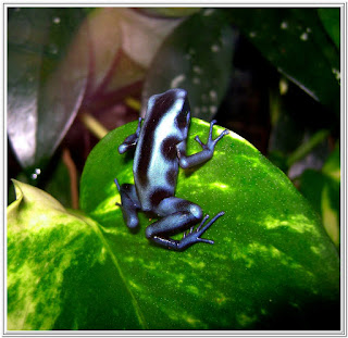 Dendrobates Auratus