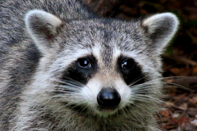 Female Mother Raccoon