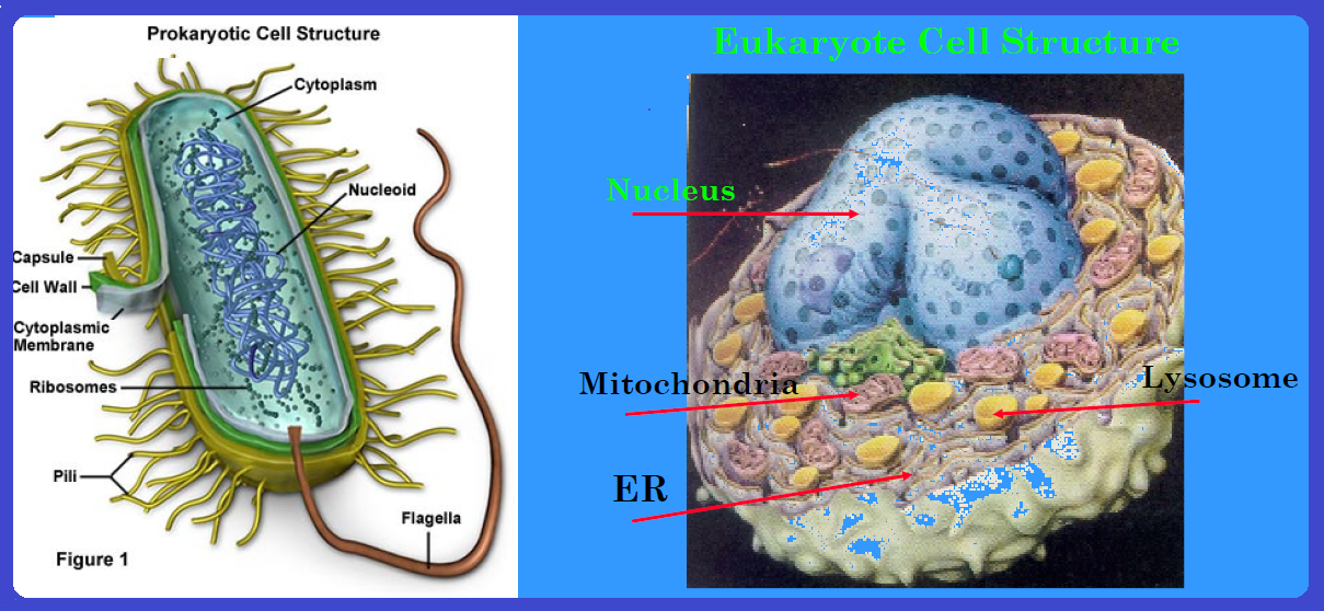Poultry Management. Anatomy and Physiology of the Chicken
